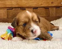 Jasper, a male Havanese for sale in Choudrant, LA – 2 of 4