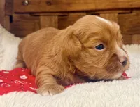 Meatloaf, a male Havanese for sale in Choudrant, LA – 3 of 4