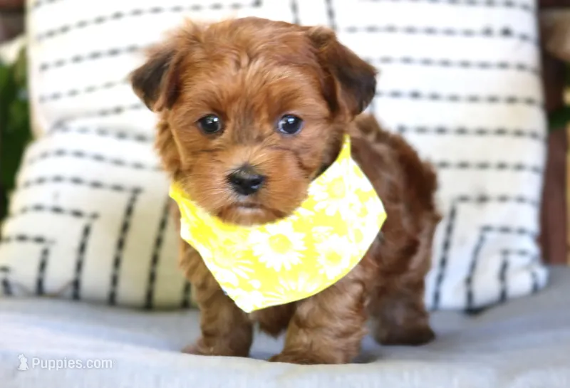 Zepplin – Havanese puppy for sale in Choudrant, LA