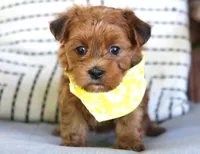 Zepplin, a male Havanese for sale in Choudrant, LA – Photo 2 of 2