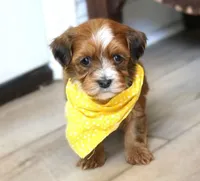Houston, a male Havanese for sale in Choudrant, LA – Photo 4 of 4