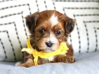 Houston, a male Havanese for sale in Choudrant, LA – Photo 1 of 4