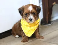 Houston, a male Havanese for sale in Choudrant, LA – Photo 3 of 4