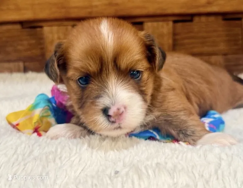 Jasper – Havanese puppy for sale in Choudrant, LA