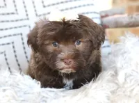River, a female Havanese for sale in Choudrant, LA – Photo 2 of 2
