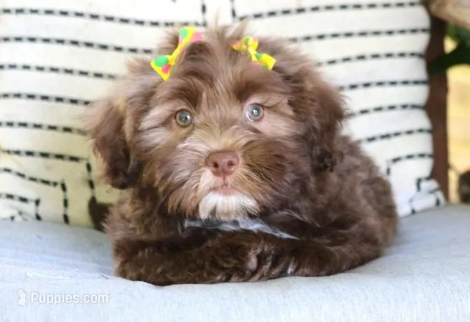 River – Havanese puppy for sale in Choudrant, LA