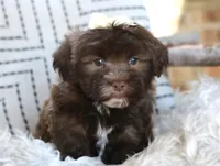 River, a female Havanese for sale in Choudrant, LA – Photo 1 of 2