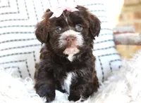 Rizzo, a female Havanese for sale in Choudrant, LA – Photo 3 of 3