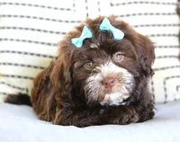 Rizzo, a female Havanese for sale in Choudrant, LA – Photo 2 of 5