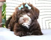 Rizzo, a female Havanese for sale in Choudrant, LA – Photo 1 of 5