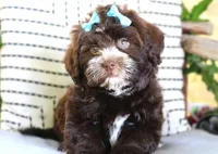 Rizzo, a female Havanese for sale in Choudrant, LA – Photo 3 of 5