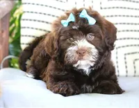 Rizzo, a female Havanese for sale in Choudrant, LA – Photo 5 of 5