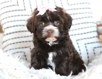 Rizzo, a female Havanese for sale in Choudrant, LA – Photo 2 of 3