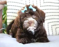 Rizzo, a female Havanese for sale in Choudrant, LA – Photo 4 of 5