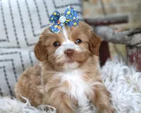 Wilma, a female Havanese for sale in Choudrant, LA – Photo 1 of 2