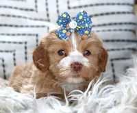 Wilma, a female Havanese for sale in Choudrant, LA – Photo 2 of 2