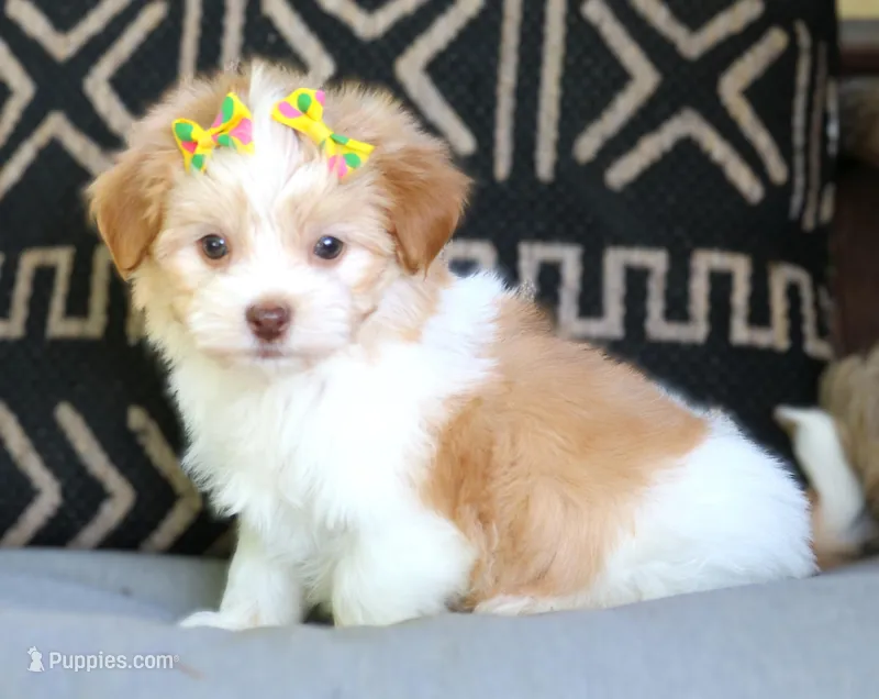 Laura Lee – Havanese puppy for sale in Choudrant, LA