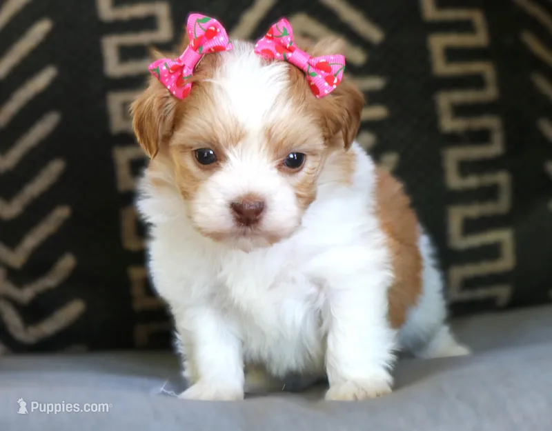 Laura Lee – Havanese puppy for sale in Choudrant, LA