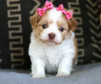 Laura Lee, a female Havanese for sale in Choudrant, LA – Photo 2 of 4