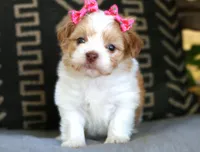 Laura Lee, a female Havanese for sale in Choudrant, LA – Photo 3 of 4