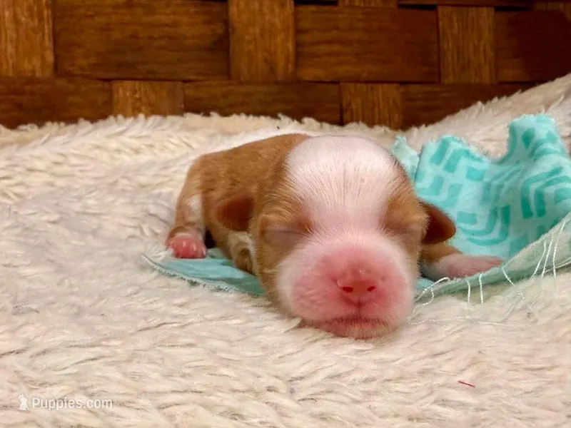 Dillion – Havanese puppy for sale in Choudrant, LA