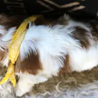 Boulevardier, a male Havanese for sale in Choudrant, LA – Photo 3 of 4