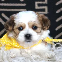 Boulevardier, a male Havanese for sale in Choudrant, LA – Photo 4 of 4
