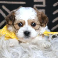 Boulevardier, a male Havanese for sale in Choudrant, LA – Photo 2 of 4