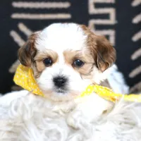 Boulevardier, a male Havanese for sale in Choudrant, LA – Photo 1 of 4