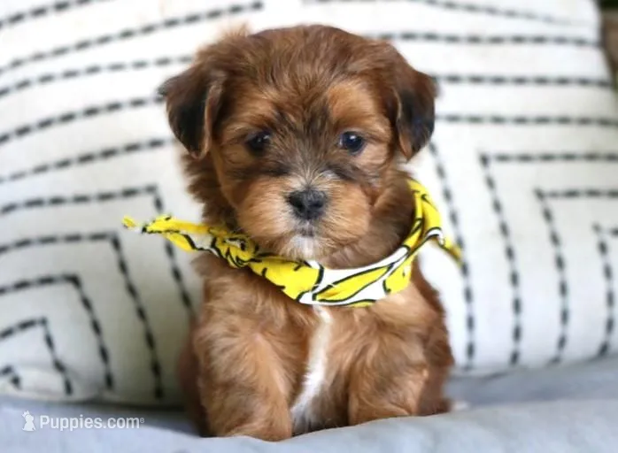 Dallas – Havanese puppy for sale in Choudrant, LA