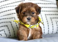 Dallas, a male Havanese for sale in Choudrant, LA – Photo 1 of 3