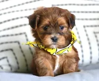 Dallas, a male Havanese for sale in Choudrant, LA – Photo 2 of 3
