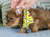 Dallas, a male Havanese for sale in Choudrant, LA – Photo 3 of 3