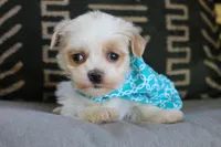 Luke, a male Havanese for sale in Choudrant, LA – Photo 2 of 2