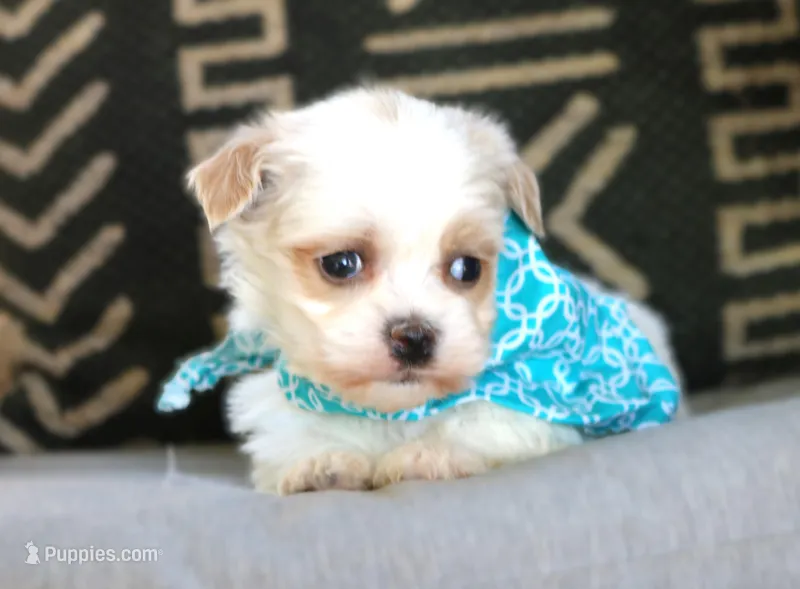 Luke – Havanese puppy for sale in Choudrant, LA