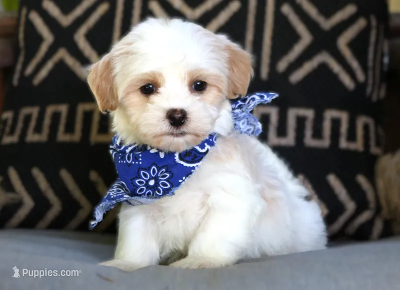 Luke – Havanese puppy for sale in Choudrant, LA