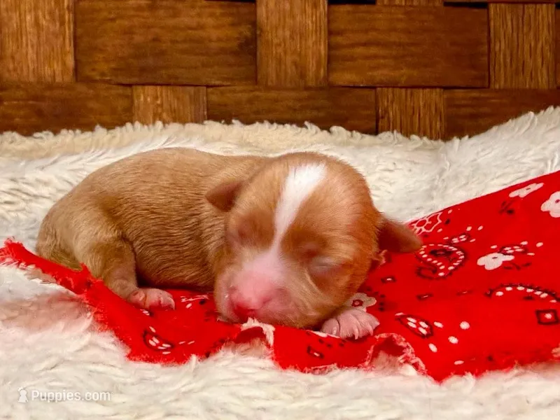 Dodge – Havanese puppy for sale in Choudrant, LA