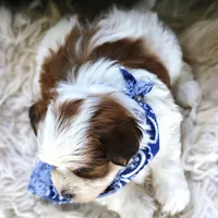 Johnny Walker Red, a male Havanese for sale in Choudrant, LA – Photo 3 of 4