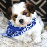 Johnny Walker Red, a male Havanese for sale in Choudrant, LA – Photo 2 of 4