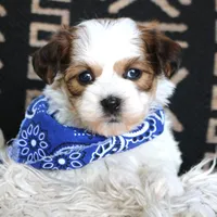 Johnny Walker Red, a male Havanese for sale in Choudrant, LA – Photo 4 of 4