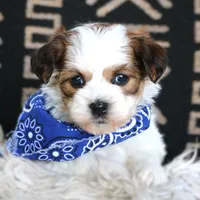 Johnny Walker Red, a male Havanese for sale in Choudrant, LA – Photo 1 of 4