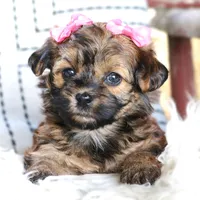 Kaluha, a female Havanese for sale in Choudrant, LA – Photo 2 of 2