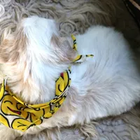 Whiskey Highball, a male Havanese for sale in Choudrant, LA – Photo 3 of 3