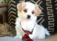 Whiskey Highball, a male Havanese for sale in Choudrant, LA – Photo 3 of 5