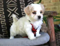 Whiskey Highball, a male Havanese for sale in Choudrant, LA – Photo 5 of 5