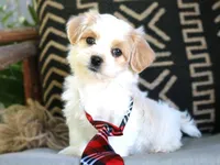 Whiskey Highball, a male Havanese for sale in Choudrant, LA – Photo 2 of 5