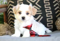 Whiskey Highball, a male Havanese for sale in Choudrant, LA – Photo 1 of 5