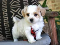 Whiskey Highball, a male Havanese for sale in Choudrant, LA – Photo 4 of 5