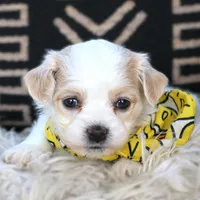 Whiskey Highball, a male Havanese for sale in Choudrant, LA – Photo 2 of 3