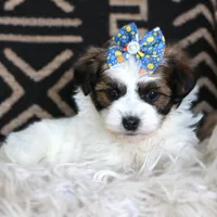 Mint Julep, a female Havanese for sale in Choudrant, LA – Photo 3 of 4